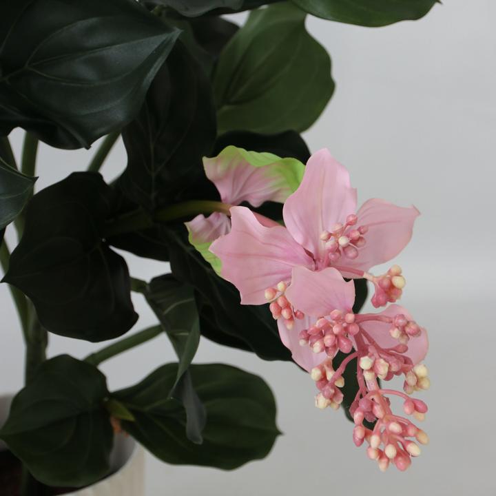 Immagine prodotto Plant in a Box Medinilla - (85 cm)