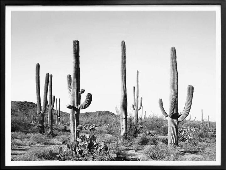 Image du produit Trenddeko Cactus dans le désert (50 x 40 cm)