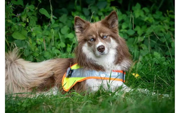 Immagine prodotto Grossenbacher Gilet di sicurezza Balou (S, Gilet per cani)