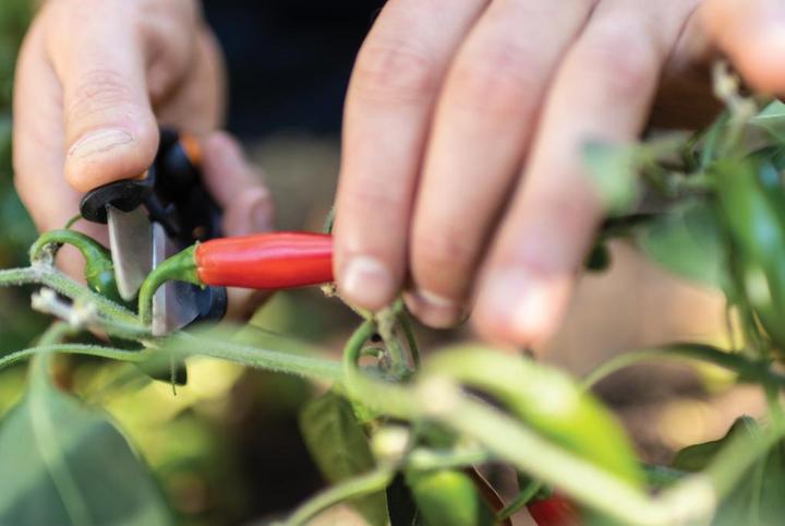 Produktbild Fiskars Kräuterschere