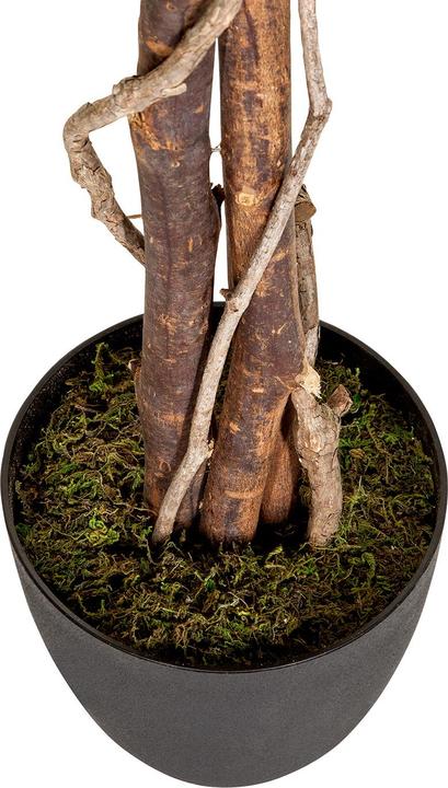 Produktbild Hjh Office Ficus (165 cm)