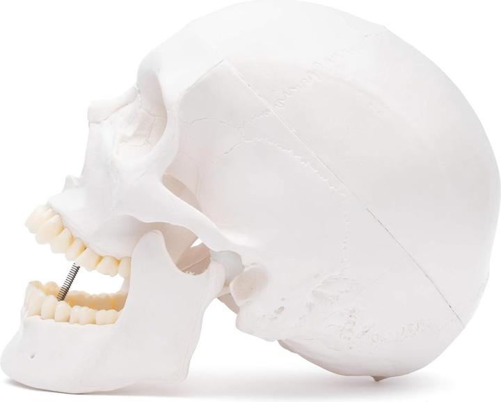 Immagine prodotto Cranstein Scientific Cranio A-240