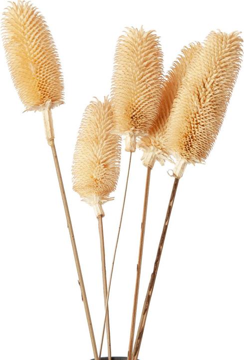 Produktbild Natura Punto 5er-Set Trockenblumen weisse Distel