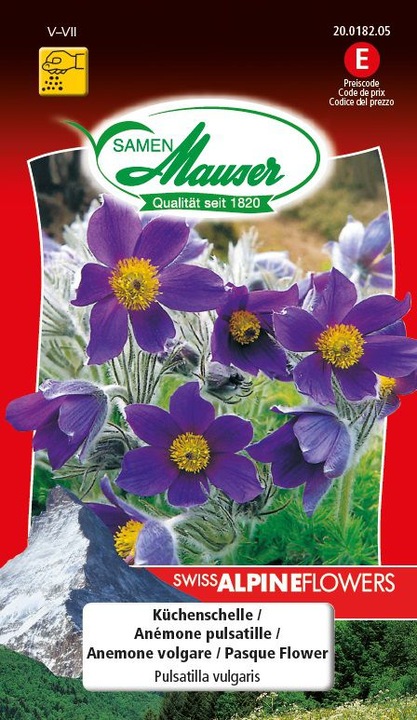 Produktbild Samen Mauser Küchenschelle (Blumensamen)