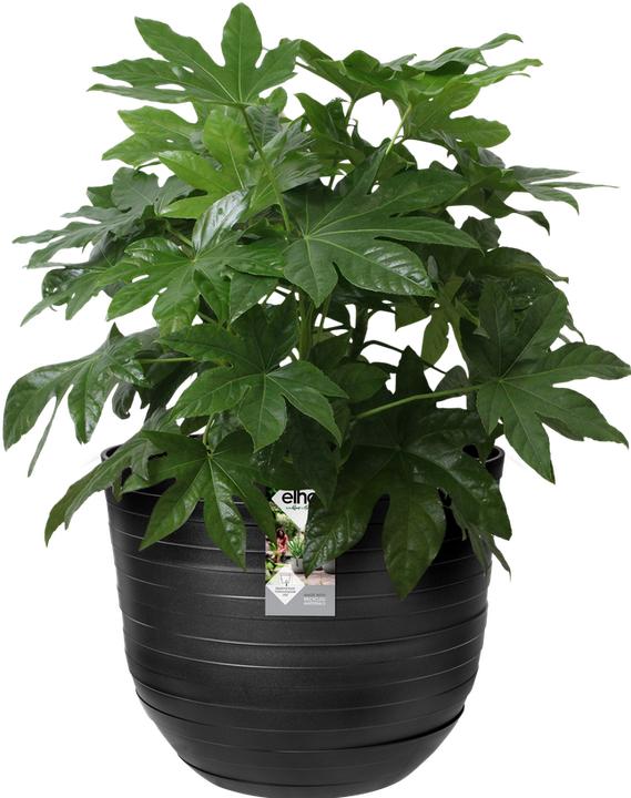 Produktbild Elho Fuente Rings (46.40 x 38.30 cm)
