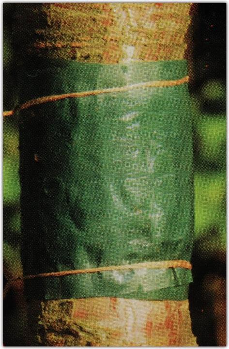 Image du produit Guard´n Care Tree Glue Band (1) 1,75 mtr