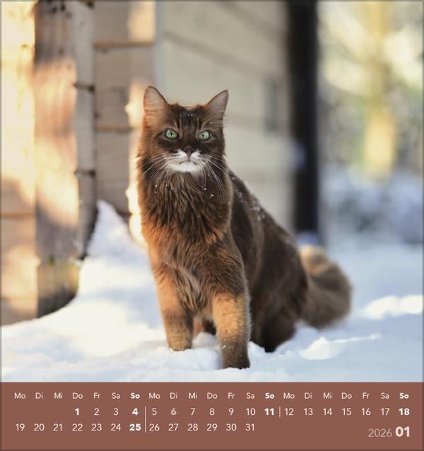 Produktbild Schmusekatzen 2026