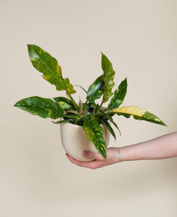 Produktbild feey Schweizer Philodendron 'Ring of Fire' • (35 cm)