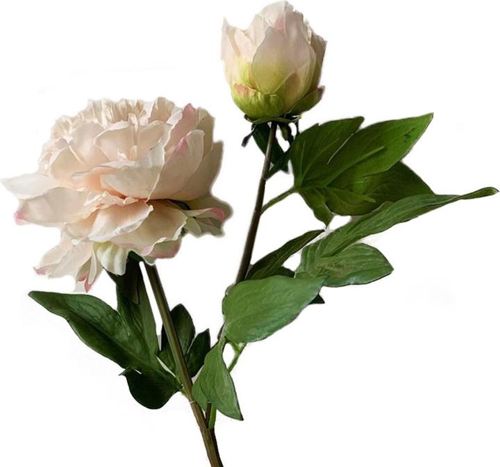 Produktbild HTI-Living Pfingstrosen 2er Set Flora Weiss/Rosa (23 cm)