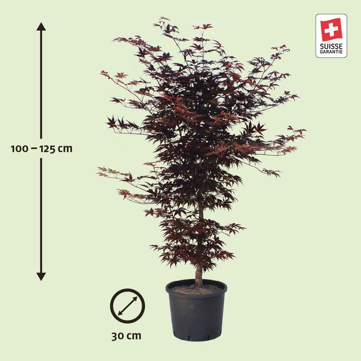 Actual product image Zulauf Japanischer Fächer-Ahorn / Acer palmatum 'Bloodgood' (125 cm)