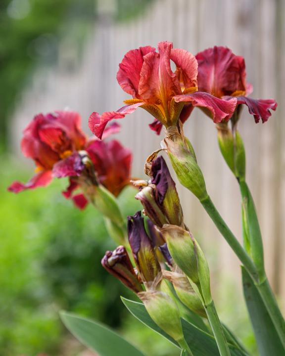 Produktbild feey Iris (rot) (100 cm)