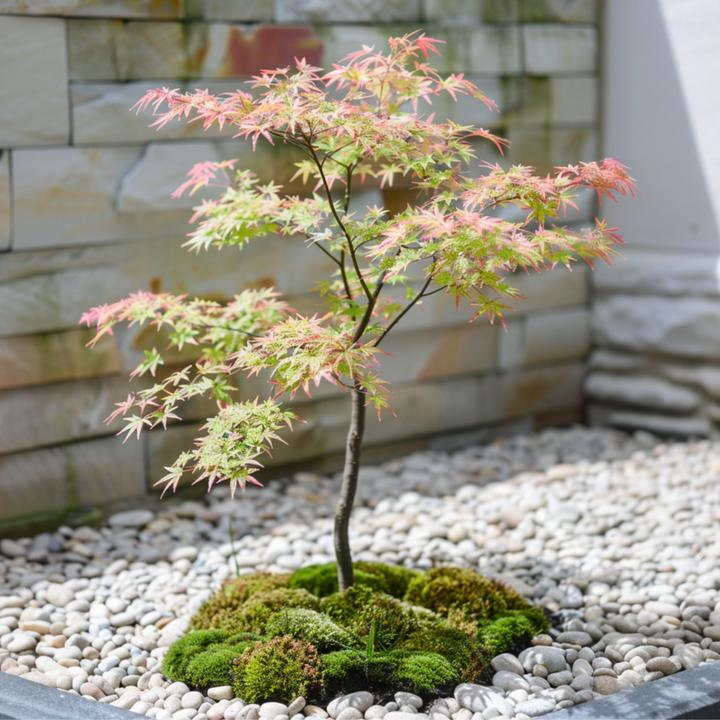Actual product image Plant in a Box Acer Palmatum 'Taylor' - set of 2 maple trees (35 cm)