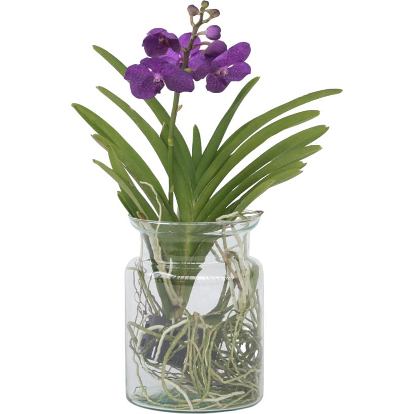 Plant in a Box, Pflanzen, Vanda 'Blue' - Orchidee (45 cm)
