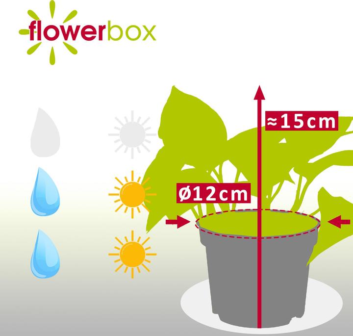 Produktbild Flowerbox Efeutute - Epipremnum pinnatum 'Golden Pothos' (15 cm)
