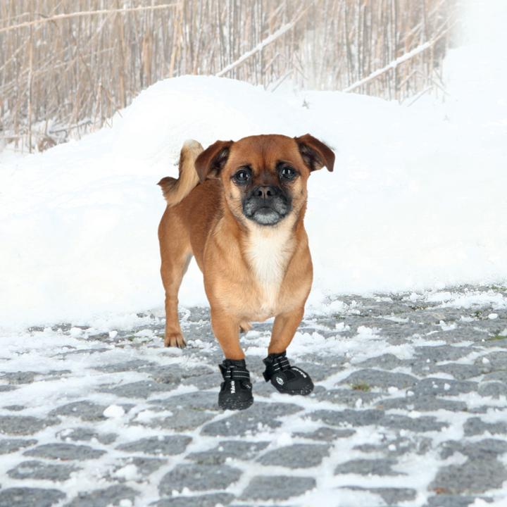 Actual product image Trixie Paw Protector Walker Active Gr.L-XL (L, XL, Dog boots)