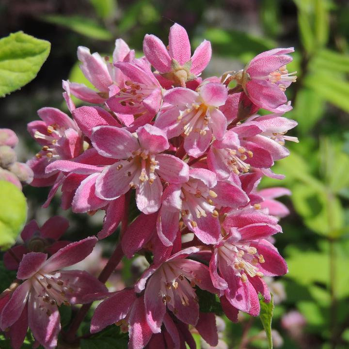 Produktbild Zulauf Deutzie / Deutzia hybrida 'Strawberry Field' (80 cm)
