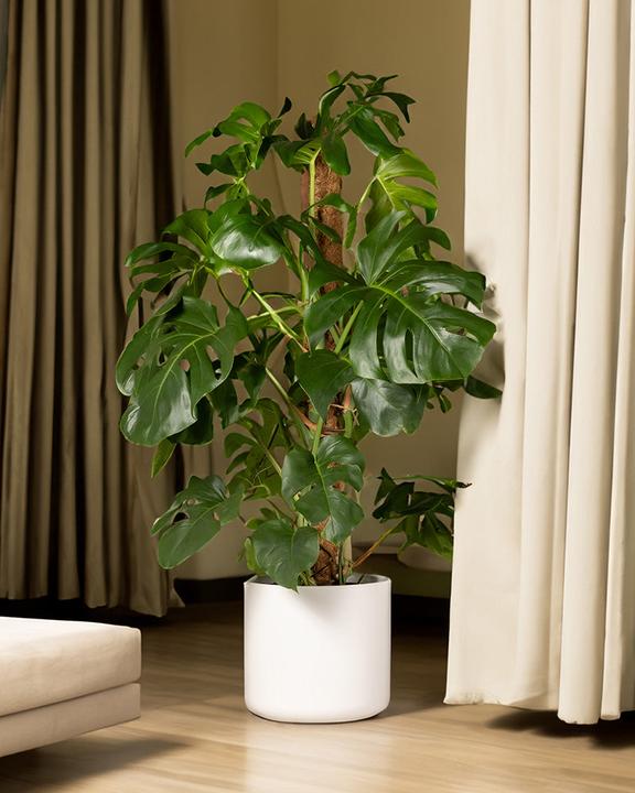 Image du produit feey Monstera XL (120 cm, Fraîchement rempotés)