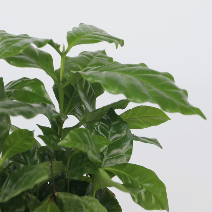 Produktbild Plant in a Box Coffea arabica - 2er Set Kaffeepflanze (25 cm)