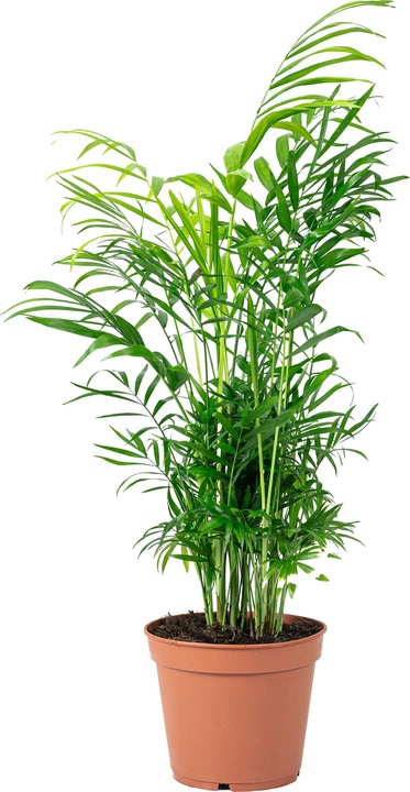 Actual product image Flowerbox Mountain palm - Chamaedorea elegans (55 cm)