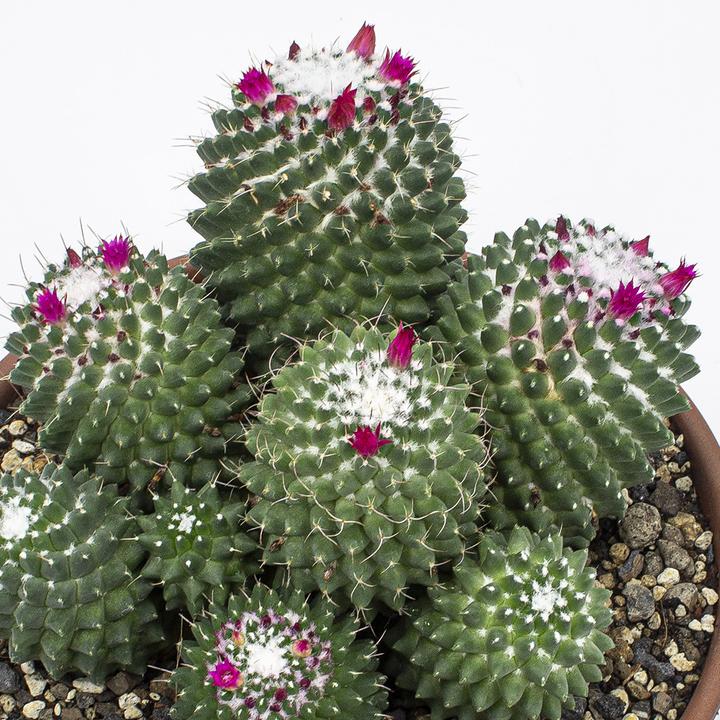 Produktbild Kakteen Gautschi Mammillaria toluca Gruppe (20 cm)