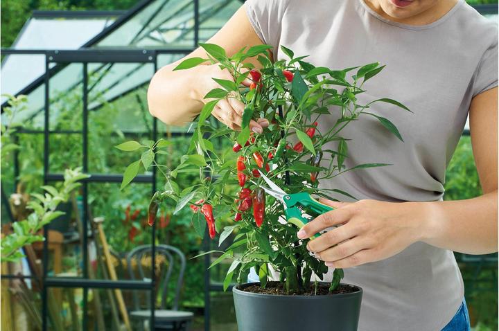 Image du produit Romberg Ciseaux de récolte Curved