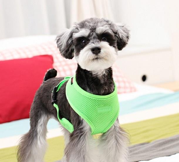 Actual product image Puppia Chest harness A (S, Dog, Walks)