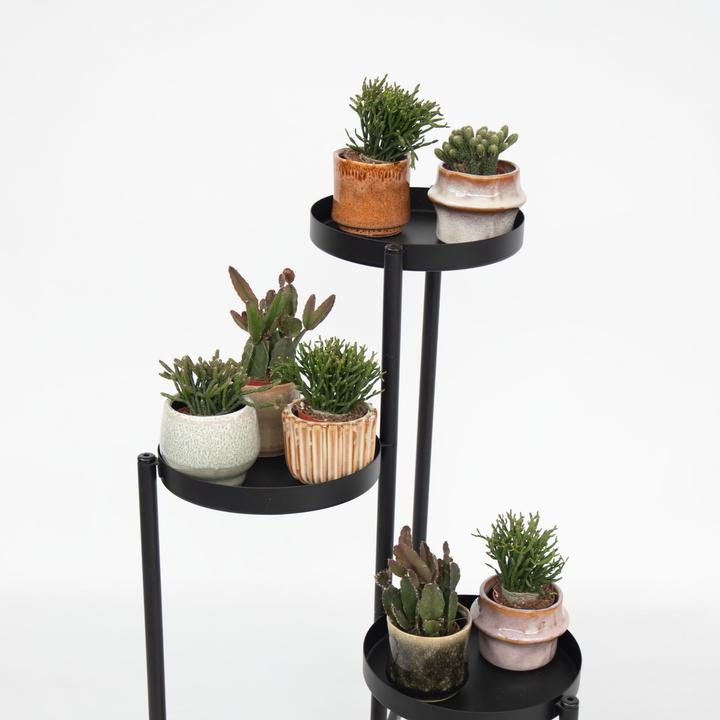 Immagine prodotto Plant in a Box Rhipsalis - (12 cm)