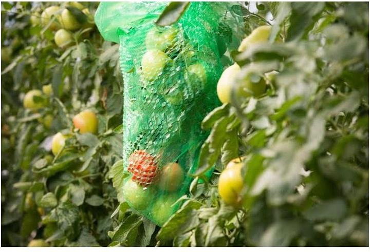 Produktbild Windhager Tomaten-Haube mitw.1.2x0.6m