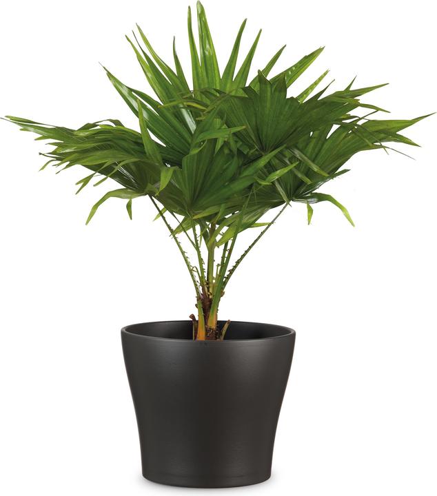Produktbild Scheurich Blumentopf Anthrazit Ø 31 cm (31 x 29.80 cm)