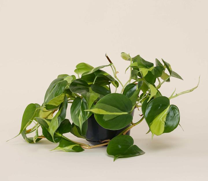 Produktbild Mary and Plants Brasil Ron Terrakotta (35 cm)