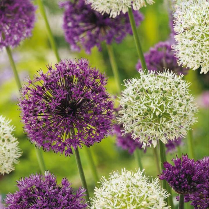 Produktbild Plant in a Box Allium 'Purple, 'White' - Alliumzwiebeln (10 cm)