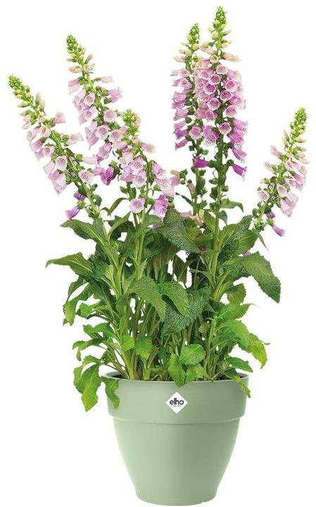 Produktbild Elho Vibia Campana Rund (47 x 40 cm)