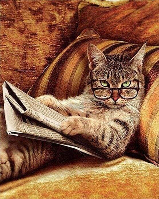 Actual product image Figured'Art Paint by Numbers - Don't mess with this Cat