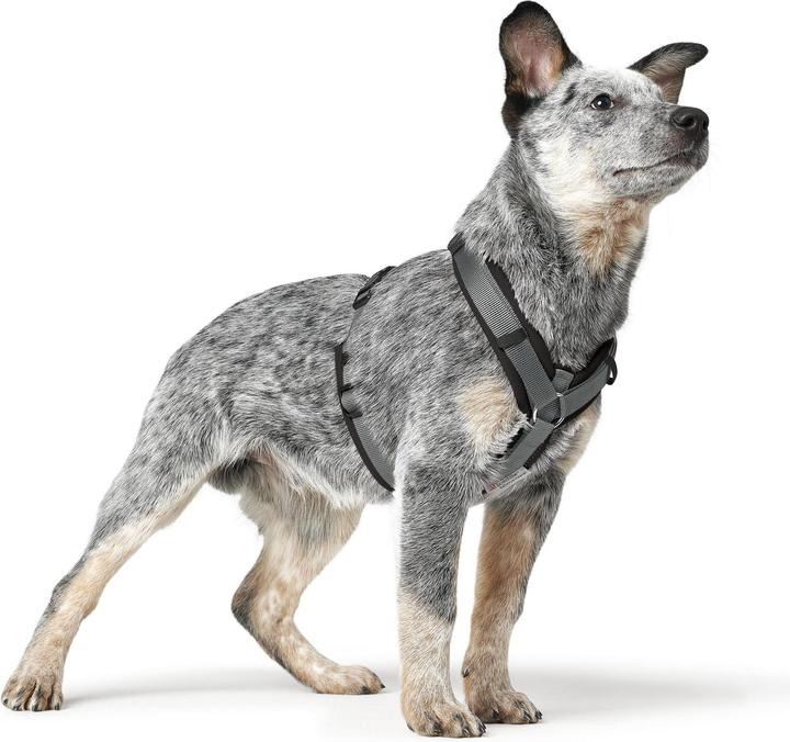Image du produit Hunter Harnais pour chien Maldon Up (M, Chien, Général)