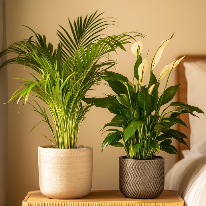 Actual product image Plant in a Box Spathiphyllum, Areca - 2 mix air purifying plants (60 cm)