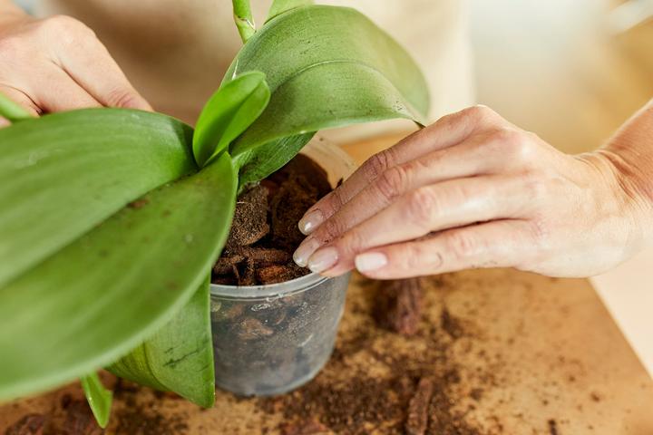 Image du produit Migros-Bio Garden Terreau à orchidées (3 l)