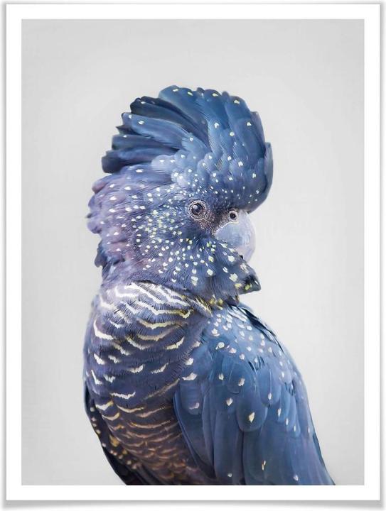 Immagine prodotto Trenddeko Cacatua blu (80 x 100 cm)