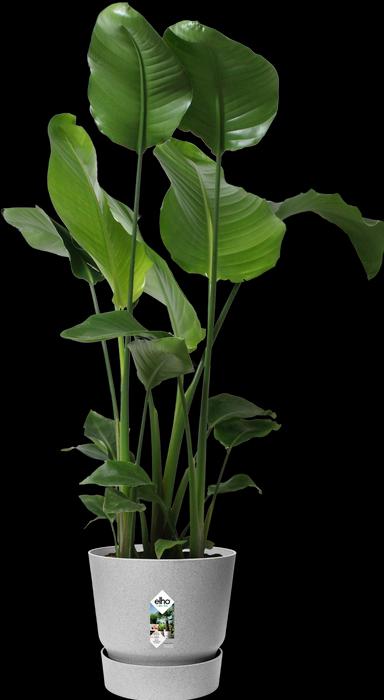 Immagine prodotto Elho Greenville Round (29.50 cm)
