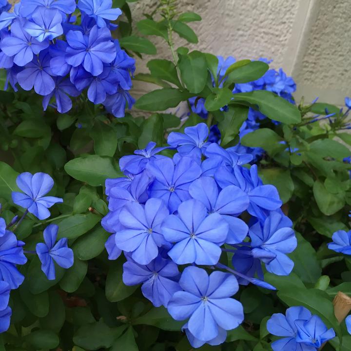 Immagine prodotto Plant in a Box Plumbago auriculata - Set di 3 esemplari Maschio Fedele (25 cm)