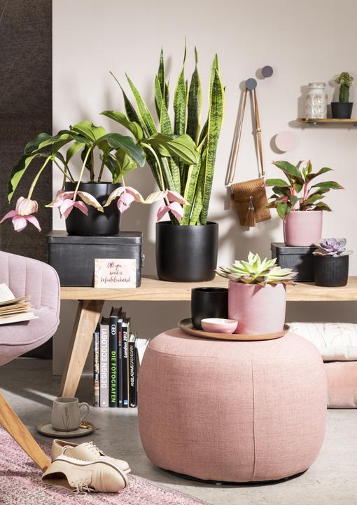 Produktbild Scheurich Solido (21 cm)