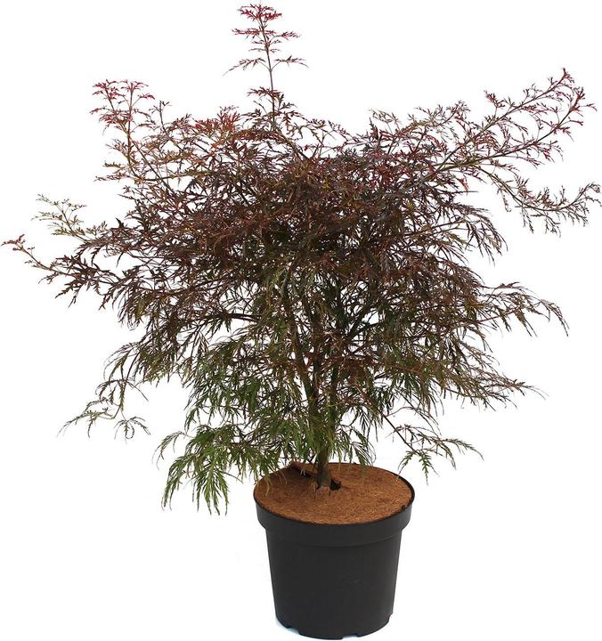 Image du produit Zulauf Japanischer Fächer-Ahorn / Acer palmatum 'Garnet' (60 cm)