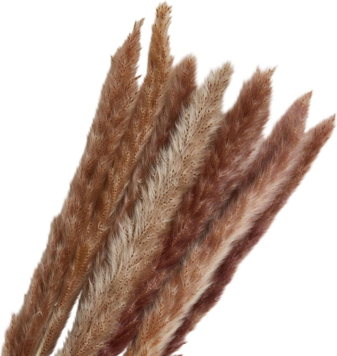 Immagine prodotto micasa Erba della Pampa (65 cm)