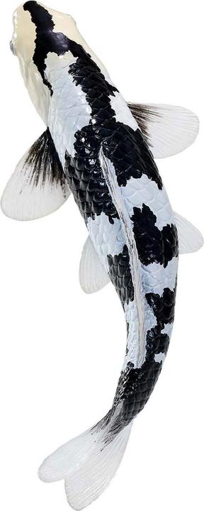 Produktbild Mojo Sealife Koi-Karpfen – Shiro Utsuri Koi – 381102