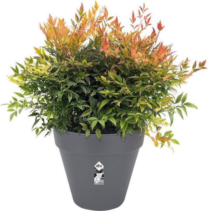 Actual product image Elho Loft Urban (24.50 cm)