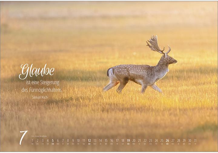 Produktbild Real Wildlife 2026 (49 x 34 cm)