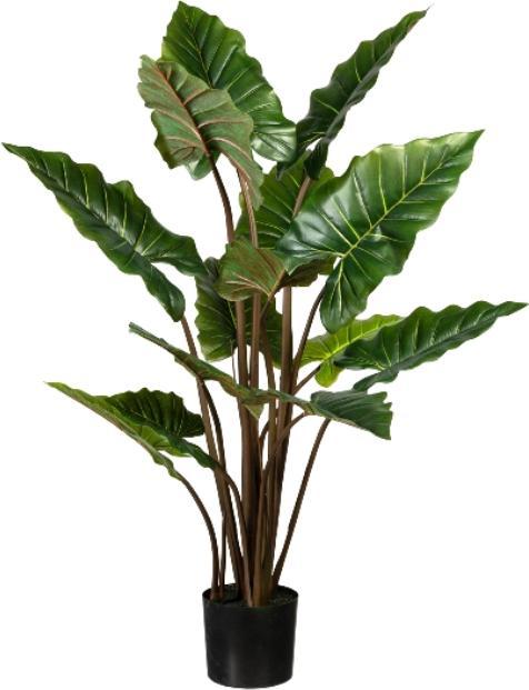 Gasper Colocasia, 14 foglie, vaso con terra, altezza 1400 mm. (140 cm)