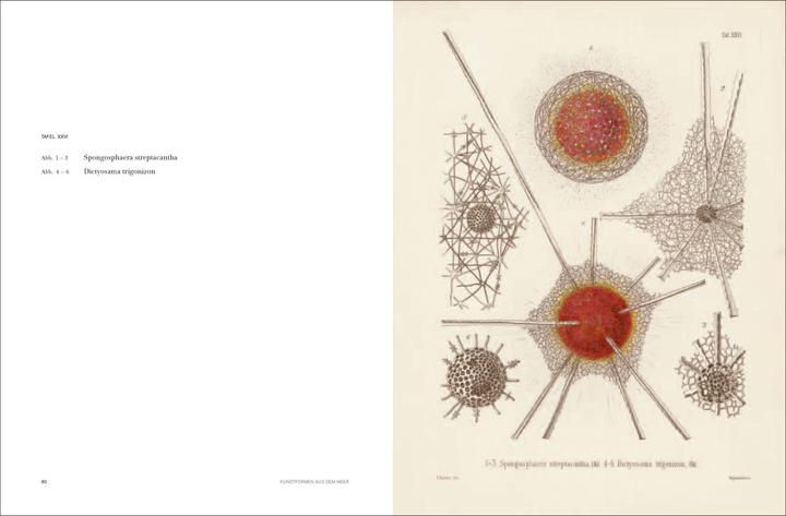 Produktbild Ernst Haeckel (Deutsch, Olaf Breidbach, 2012)
