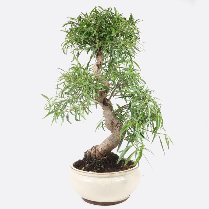 Bonsai.ch Ficus neriifolia Oleanderfeige cm - kaufen bei Galaxus - Galaxus