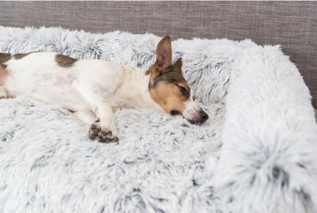 Produktbild Trixie Harvey (Hund)