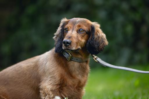 Produktbild Beeztees Bz Balacron Halsband Ax Grau 2 (23, 24, 25, Hund, Hundesport)